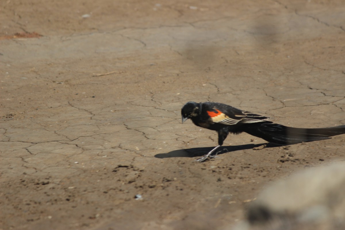 Long-tailed Widowbird - ML620673598