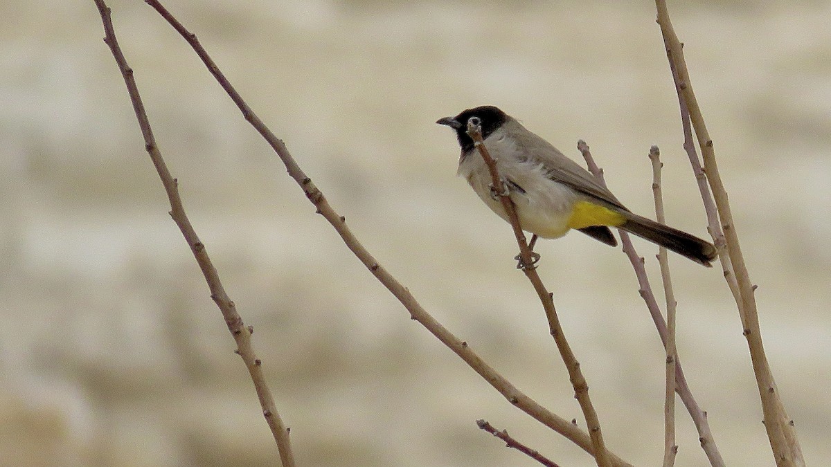 bulbul arabský - ML620673599