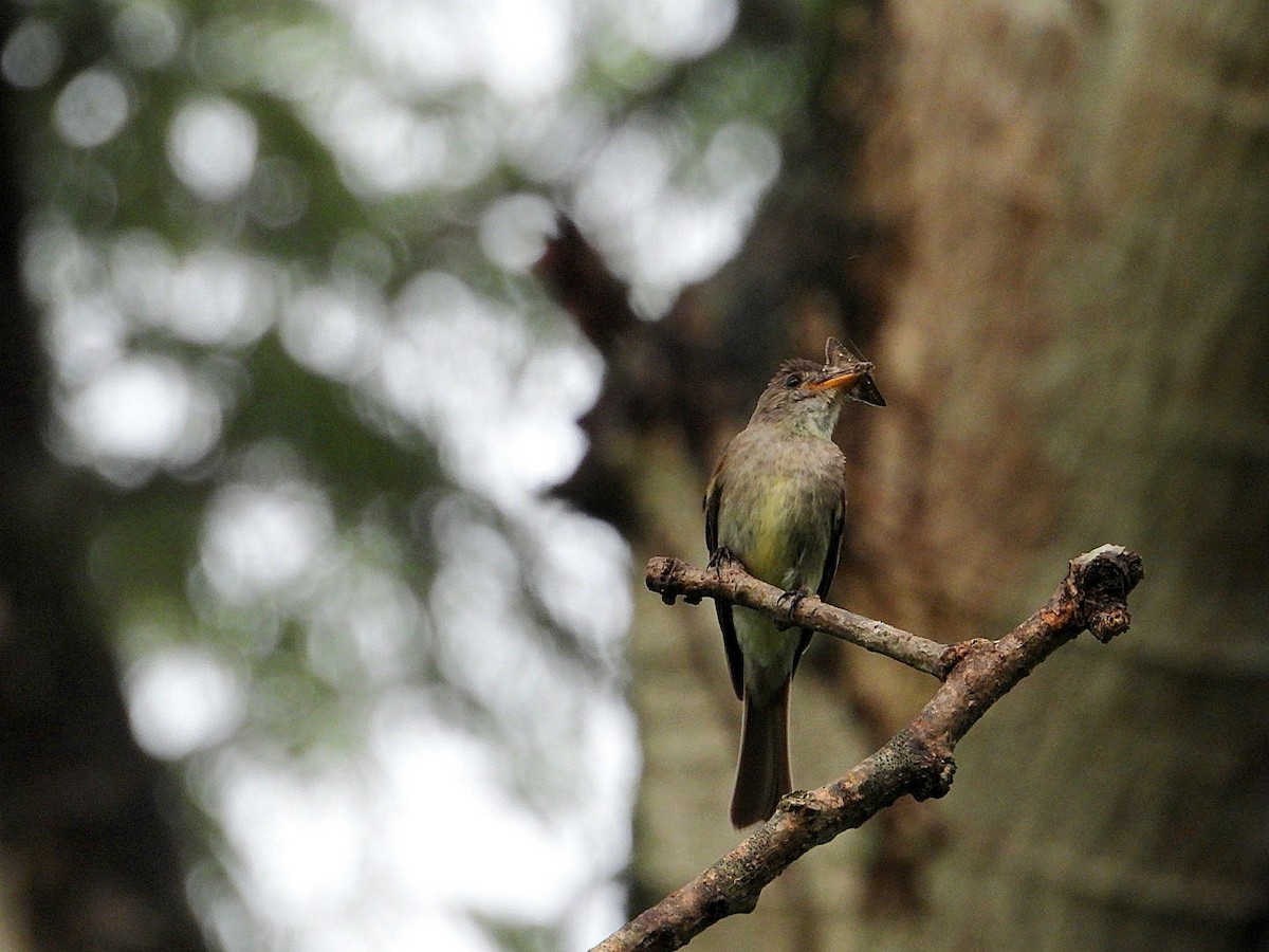 Northern Tropical Pewee - ML620673604