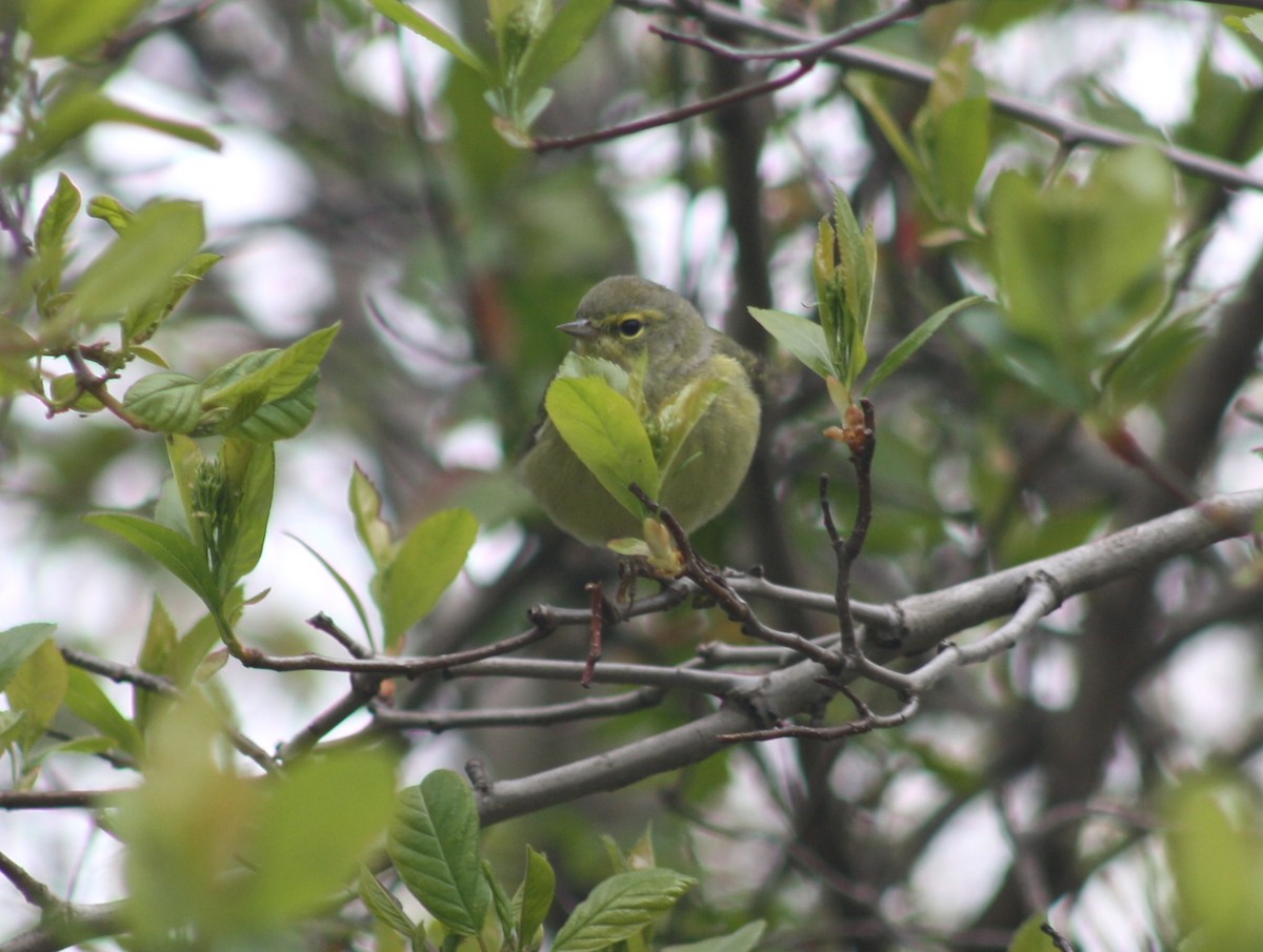 Orange-crowned Warbler - ML620673606