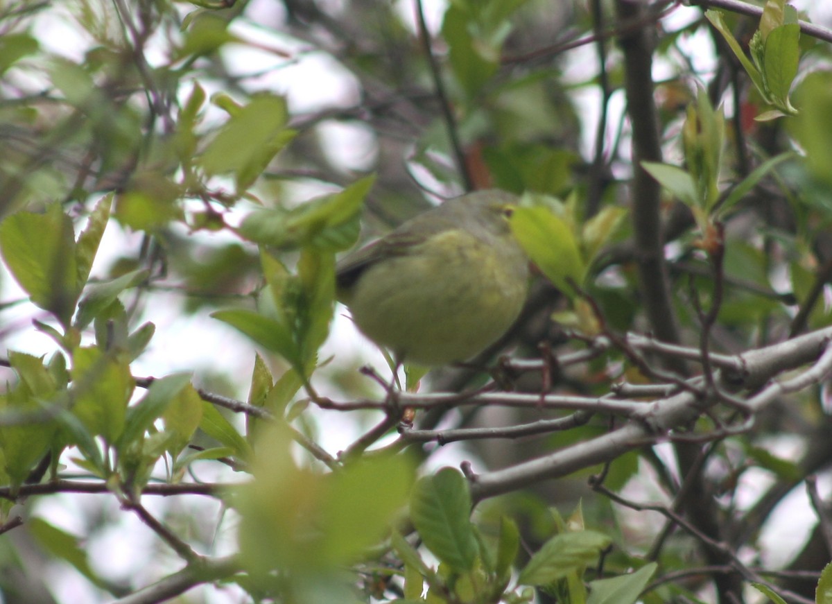 Orange-crowned Warbler - ML620673607