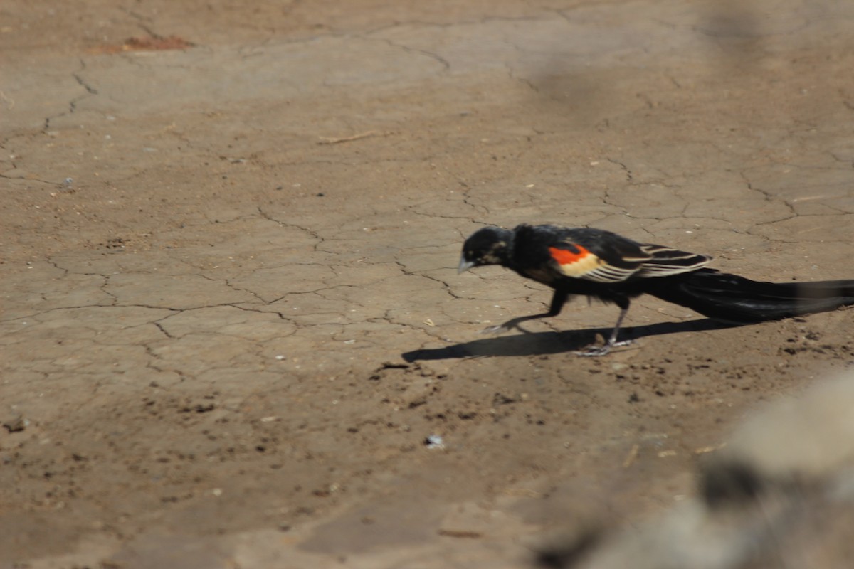 Long-tailed Widowbird - ML620673608