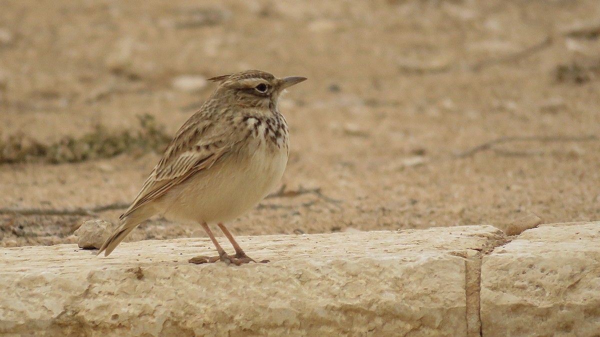 Crested Lark - ML620673609