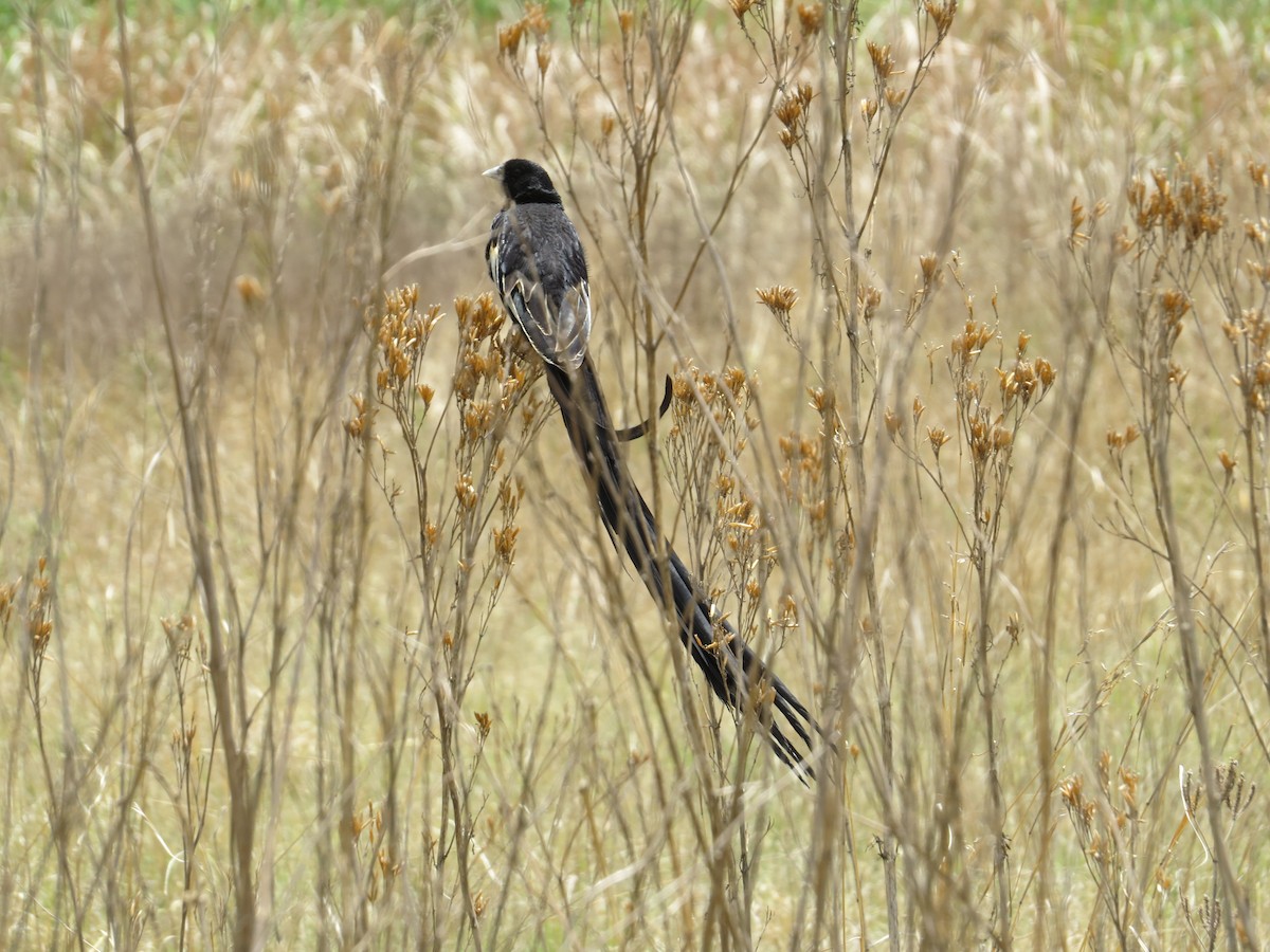 Long-tailed Widowbird - ML620673611