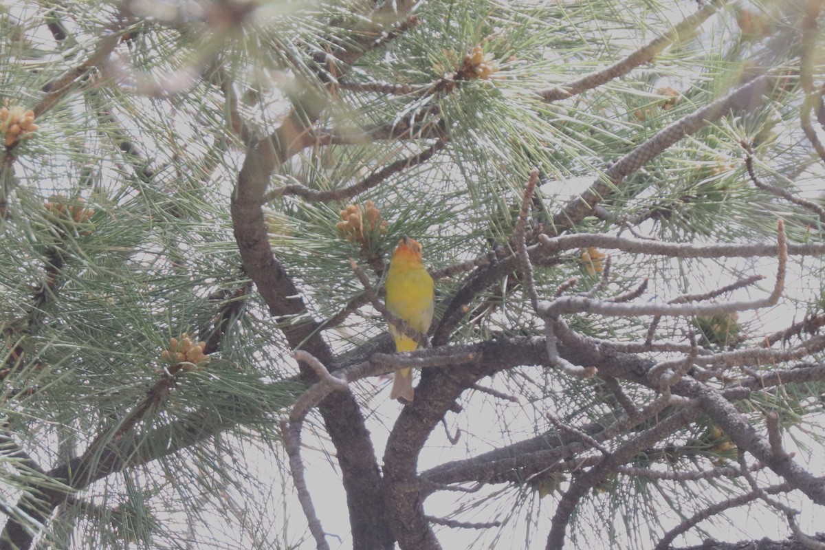 Western Tanager - ML620673612