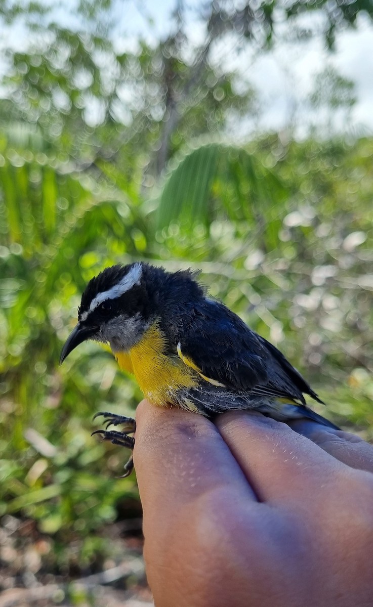 Bananaquit - ML620673613