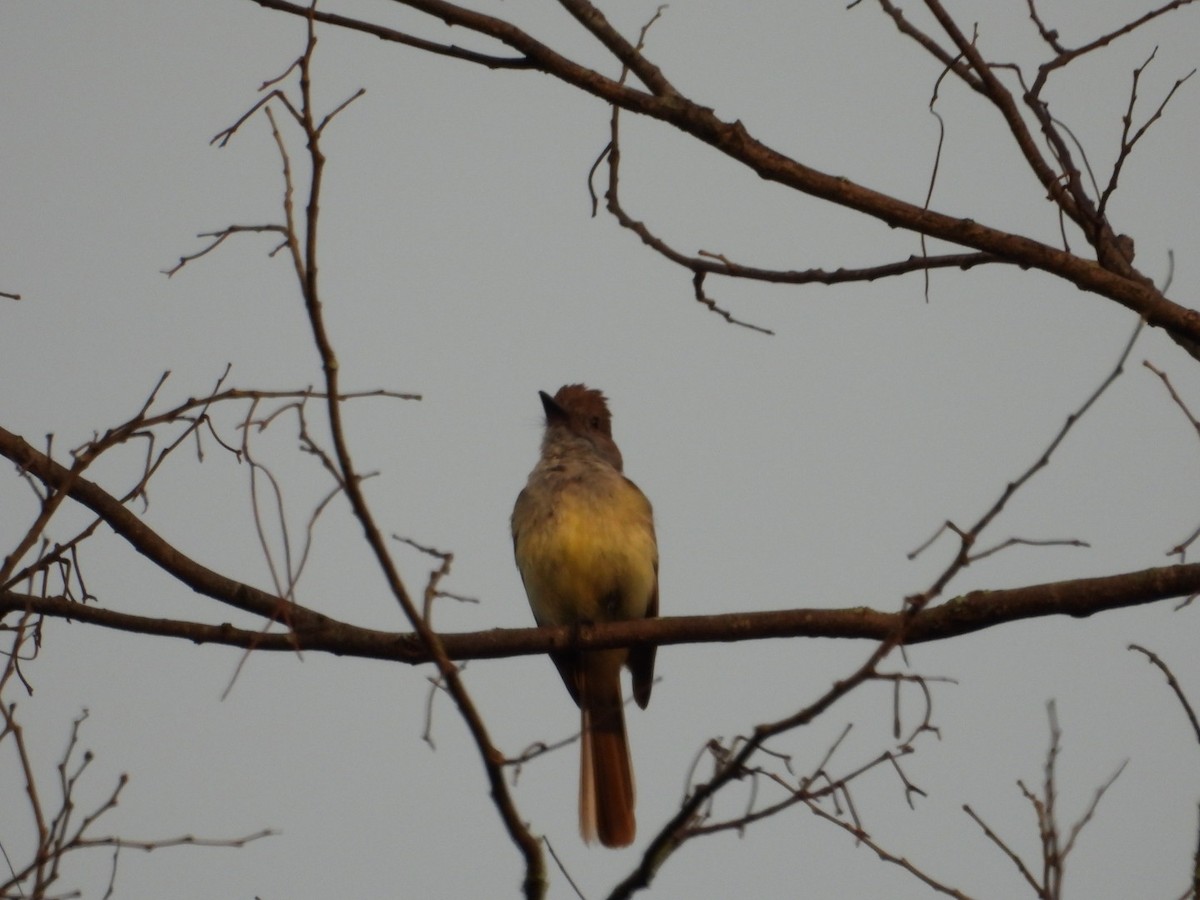 Brown-crested Flycatcher - ML620673615