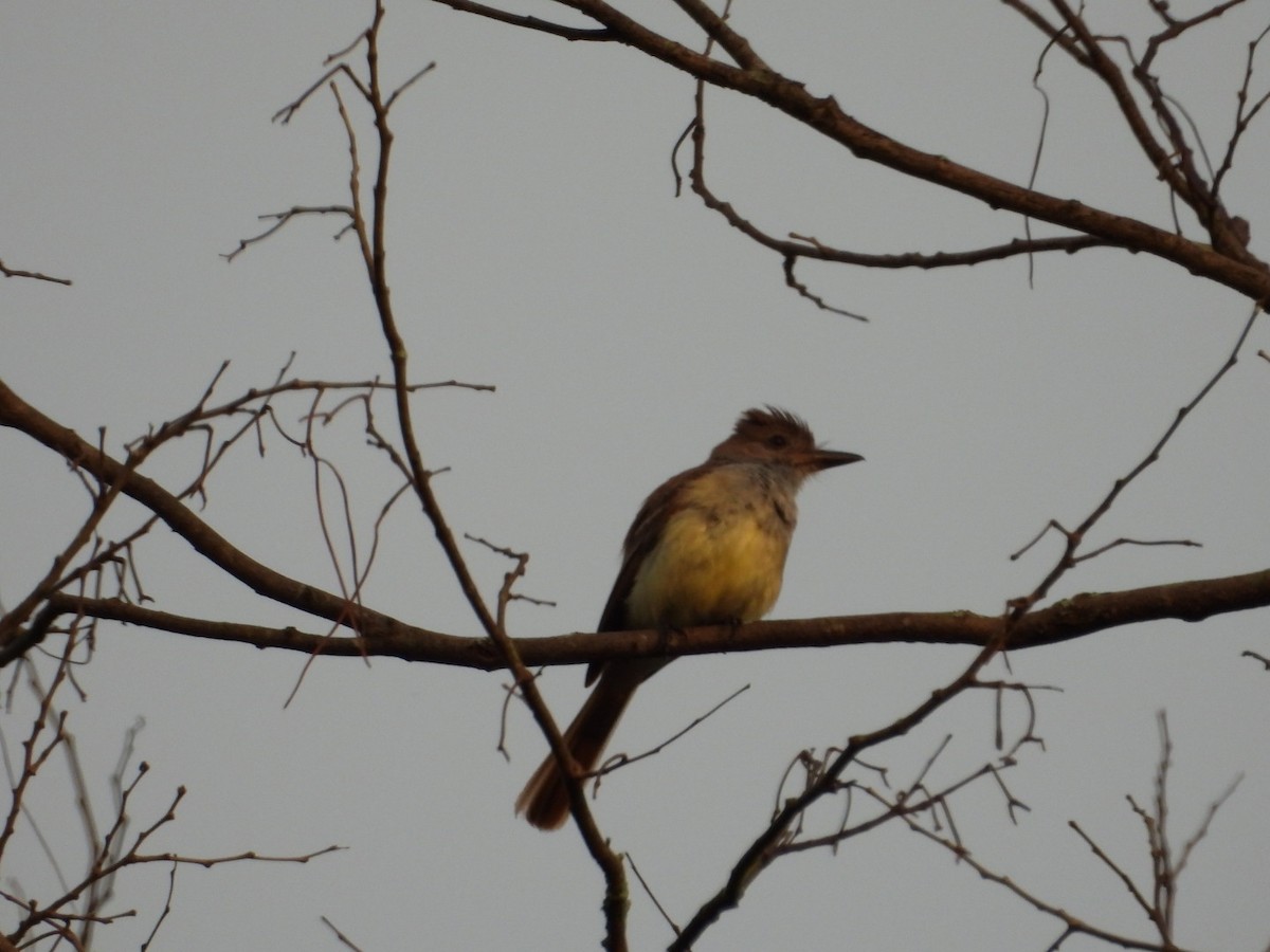 Brown-crested Flycatcher - ML620673616