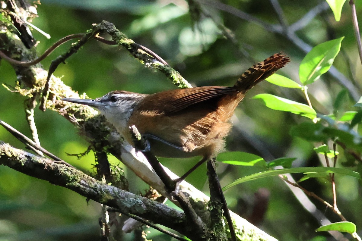 Long-billed Wren - ML620673617