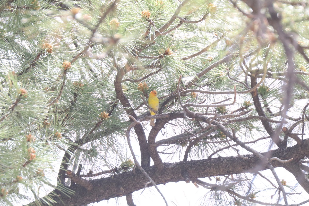 Western Tanager - ML620673618