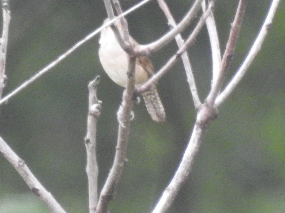 House Wren - James Hickner