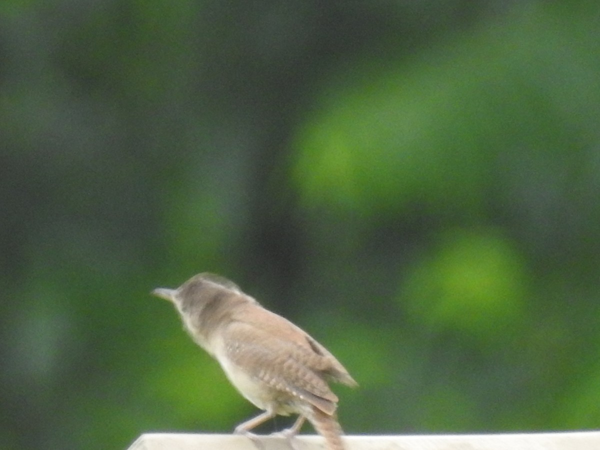 House Wren - ML620673621