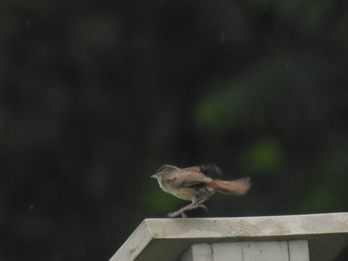 House Wren - ML620673622