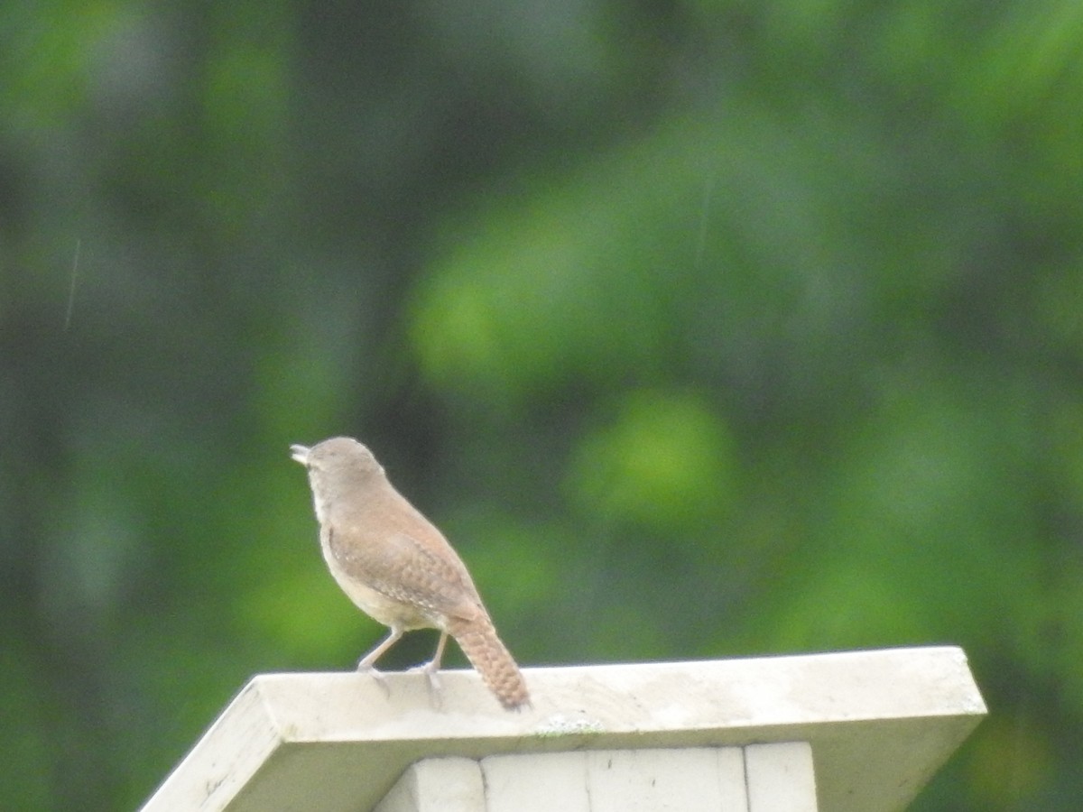 House Wren - ML620673623