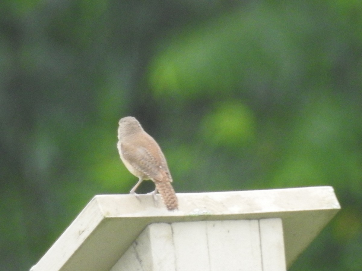 House Wren - ML620673624