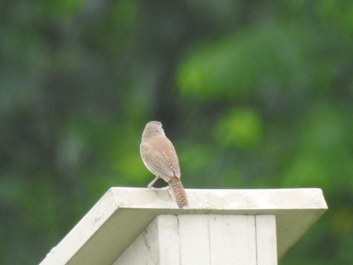 House Wren - ML620673625