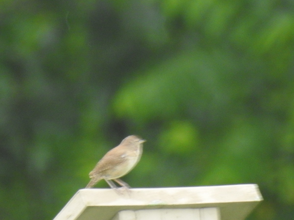 House Wren - ML620673626