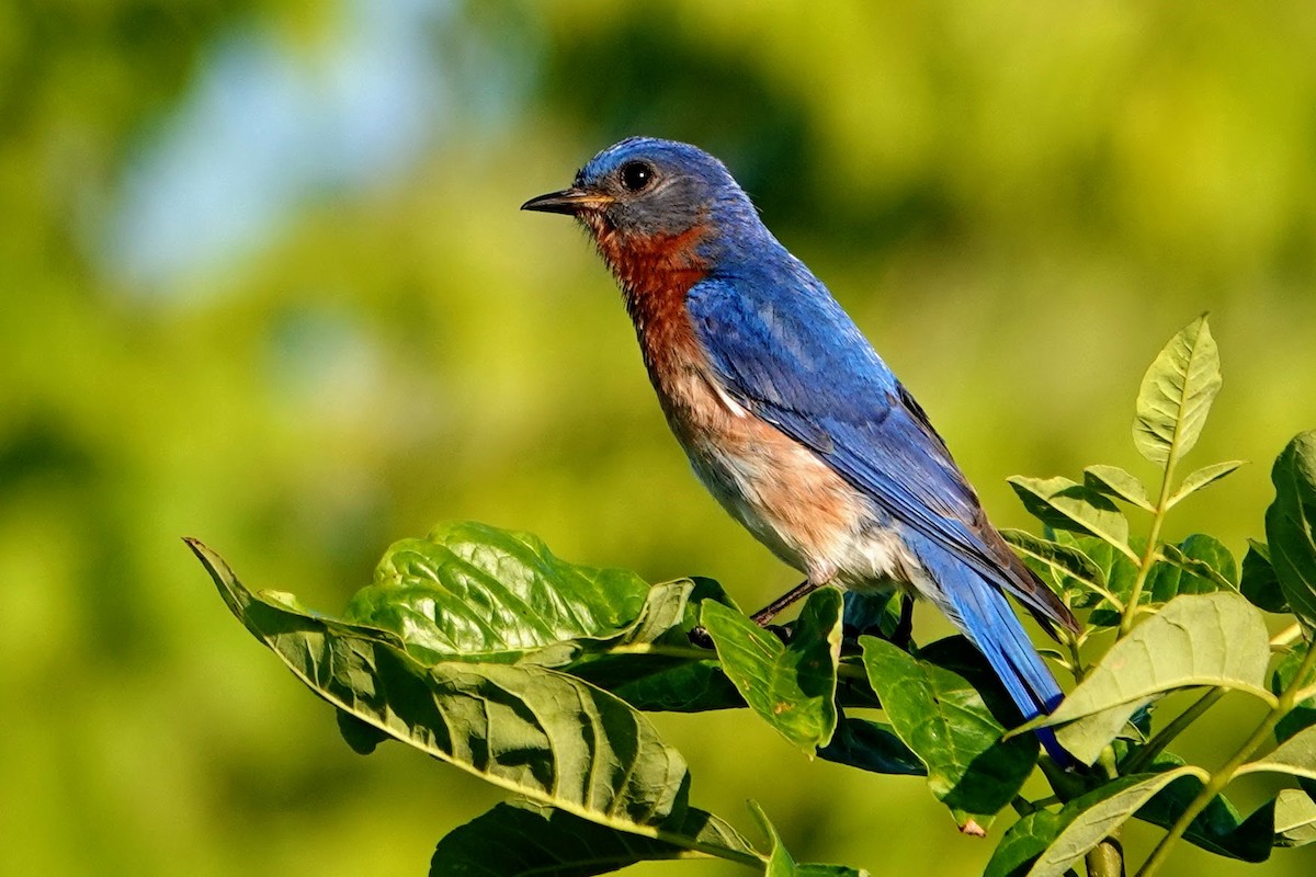 Eastern Bluebird - ML620673627