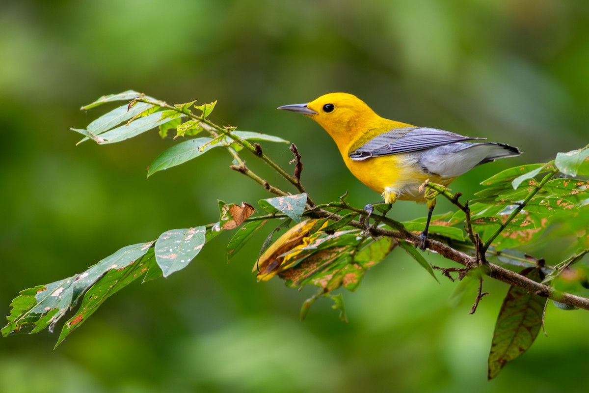 Prothonotary Warbler - Francis Canto Jr