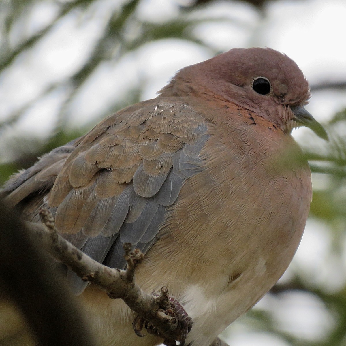 Tórtola Senegalesa - ML620673629