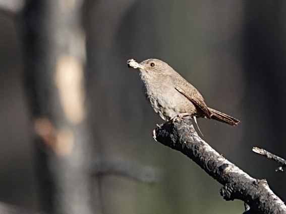 House Wren - ML620673630