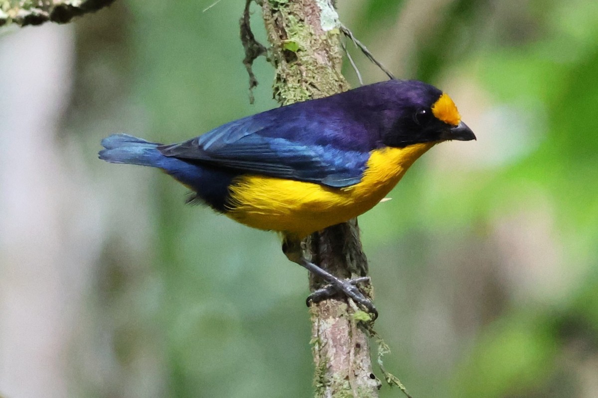 Violaceous Euphonia - Sergio luiz Carniel