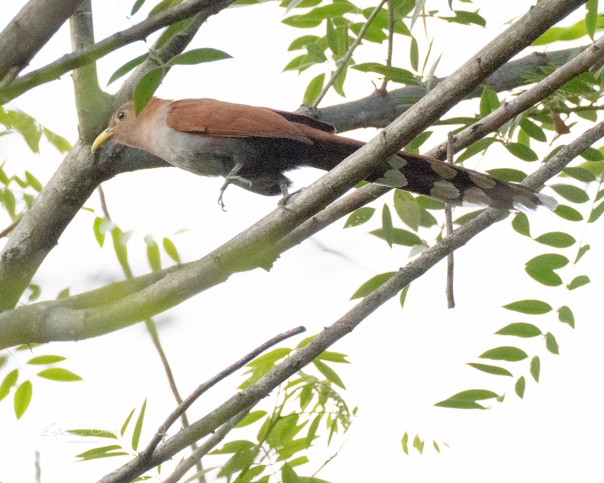 Squirrel Cuckoo - ML620673632