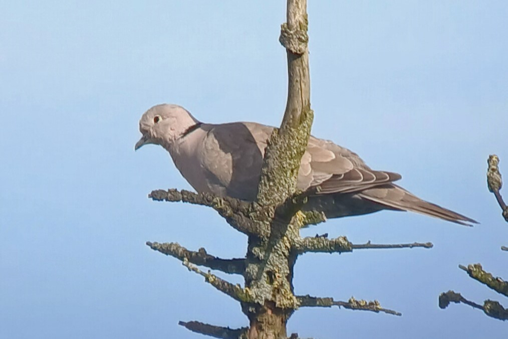 Eurasian Collared-Dove - Alain Rouge