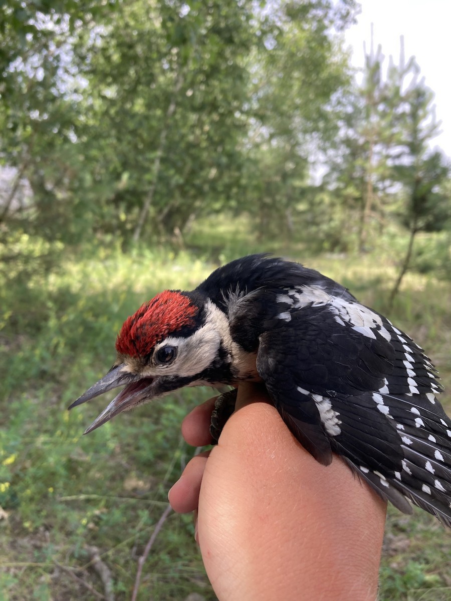 Great Spotted Woodpecker - ML620673642