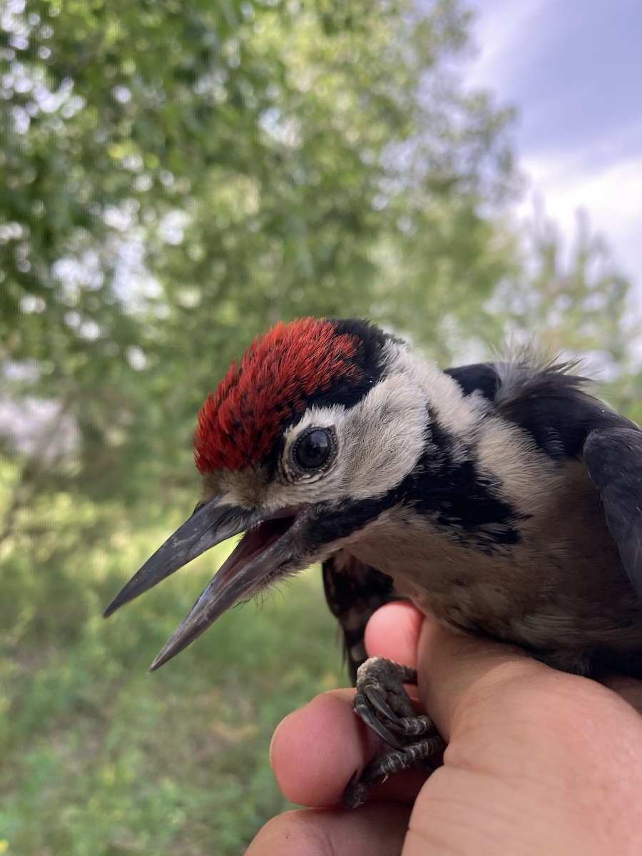 Great Spotted Woodpecker - ML620673643