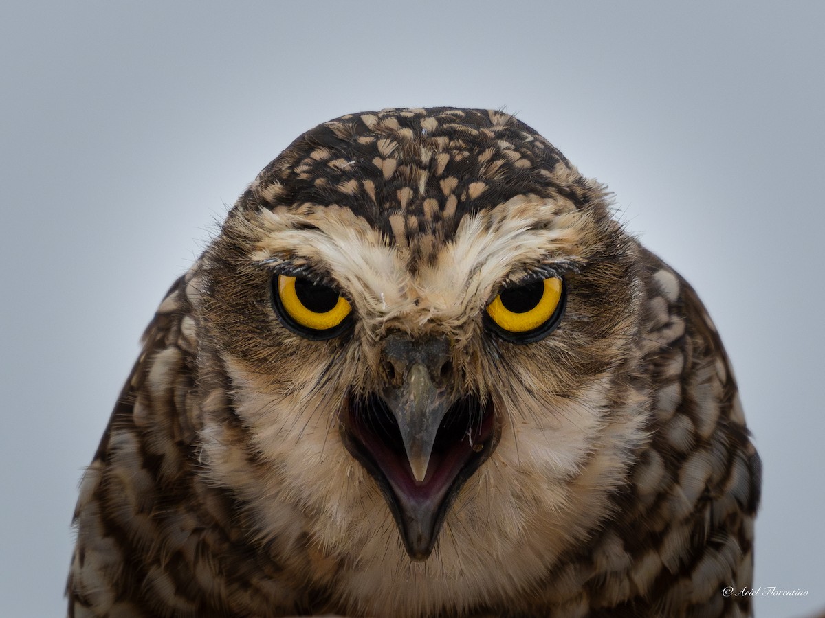 Burrowing Owl - ML620673644