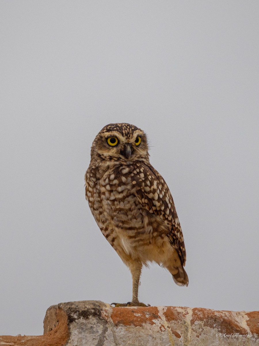 Burrowing Owl - ML620673647