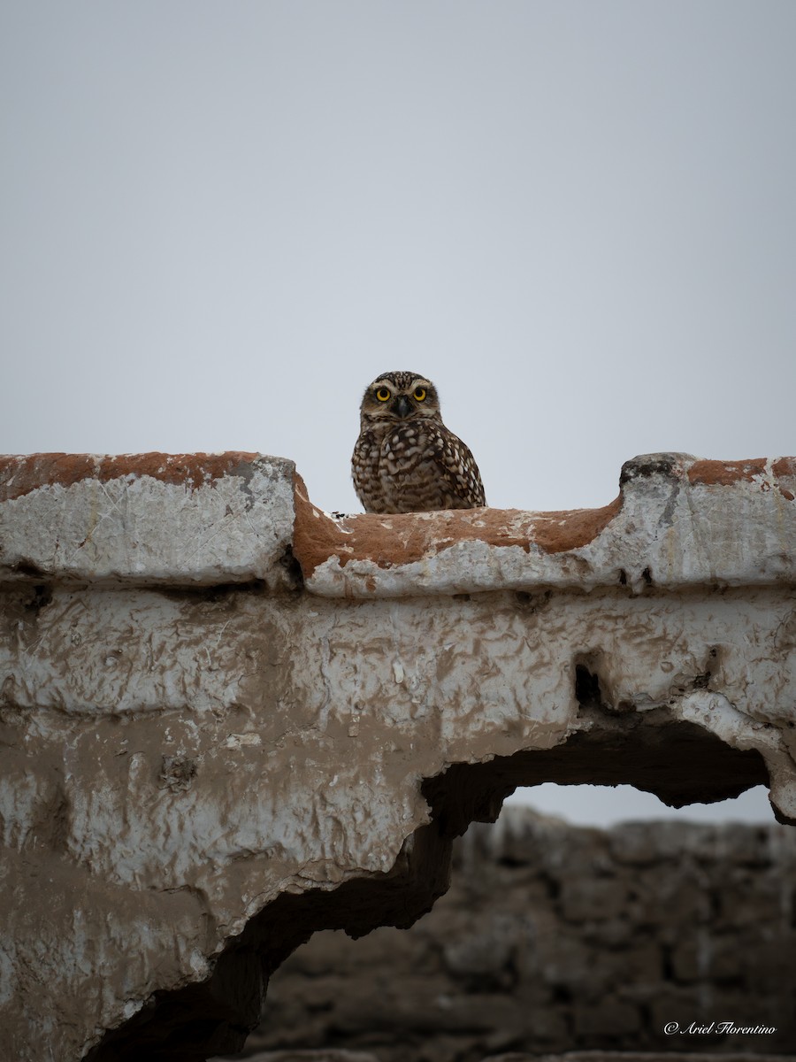 Burrowing Owl - ML620673648