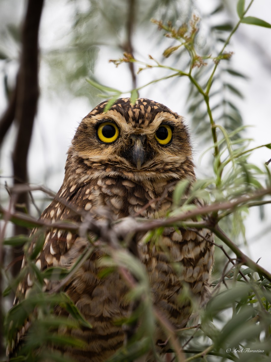 Burrowing Owl - ML620673651