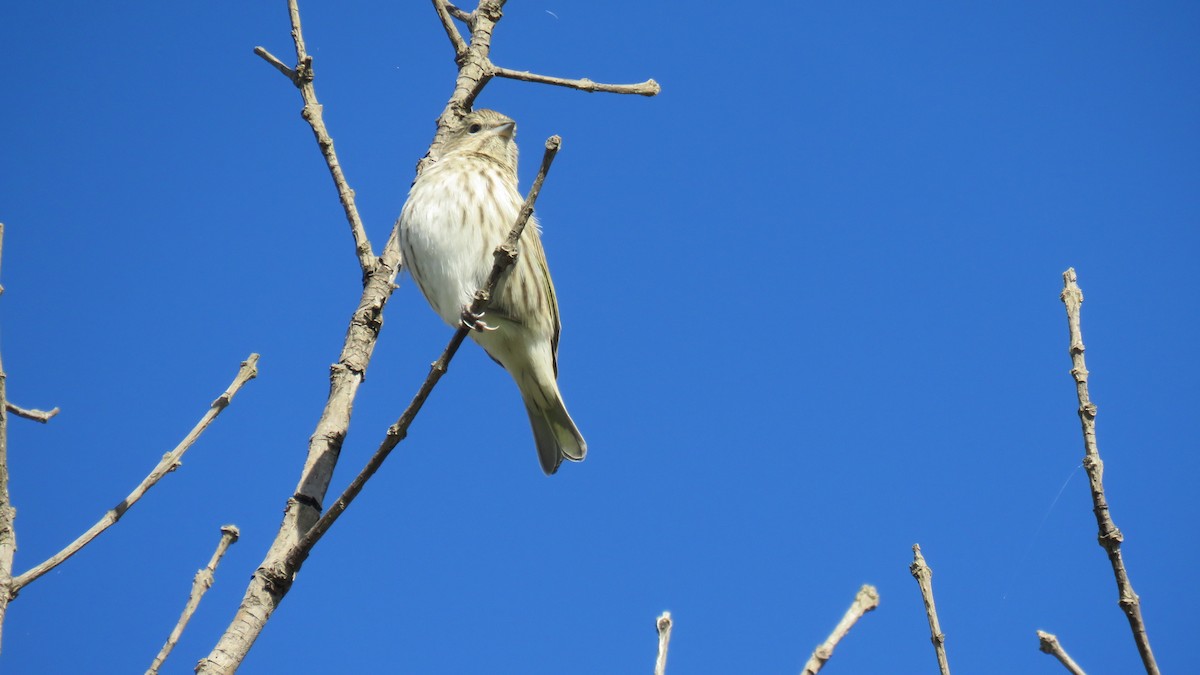 Saffron Finch - ML620673652