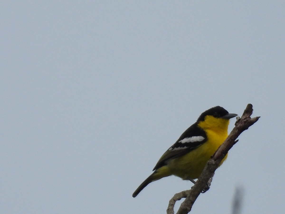 Common Iora - ML620673656