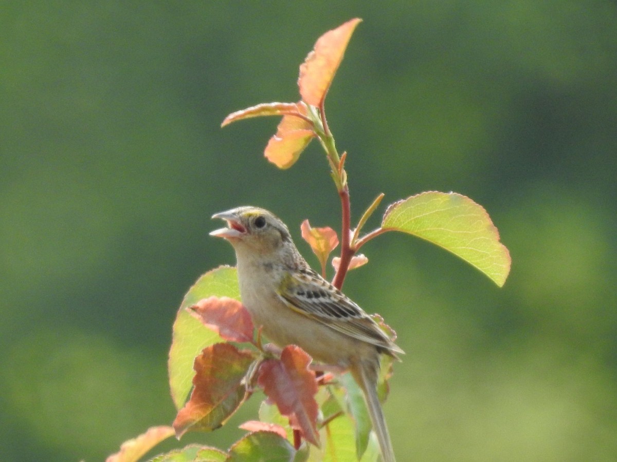 Grasshopper Sparrow - ML620673658