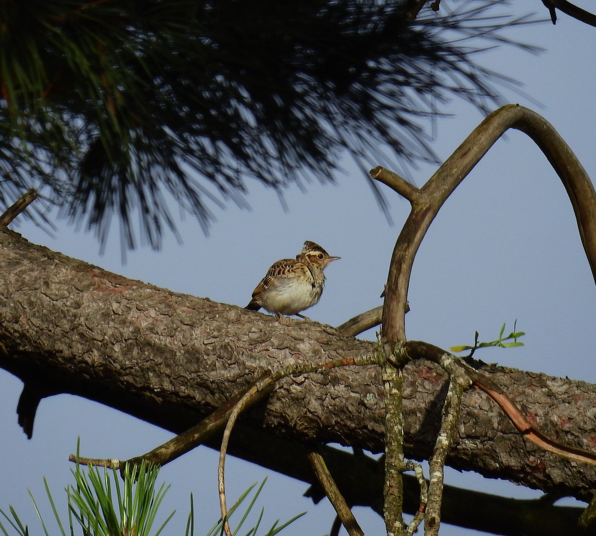 Wood Lark - Fernando T Rico