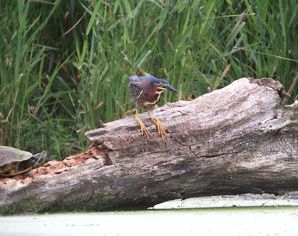 Green Heron - ML620673666