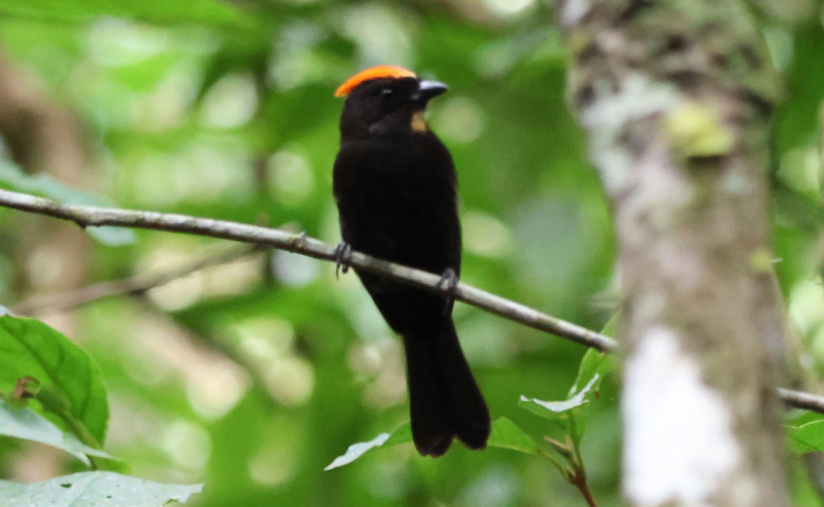 Flame-crested Tanager (Flame-crested) - ML620673667