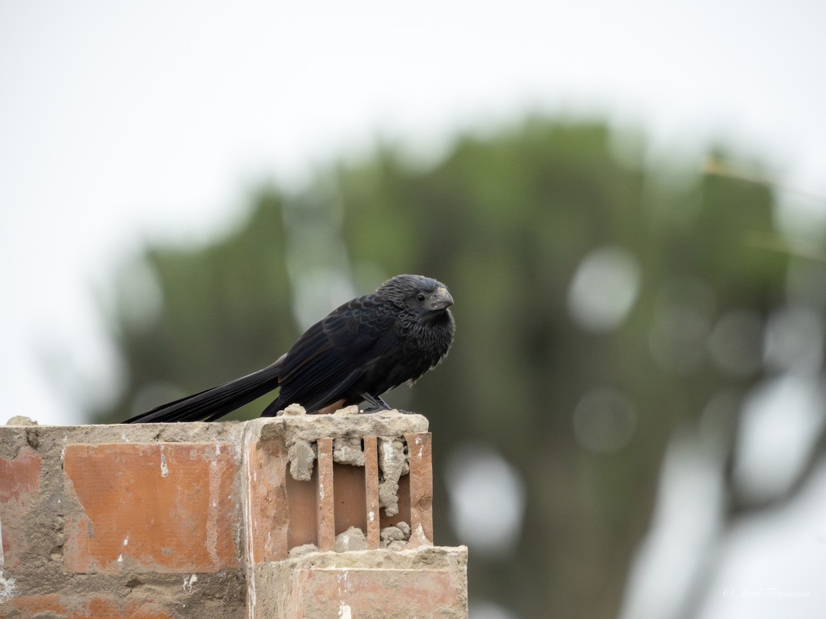 Groove-billed Ani - ML620673671