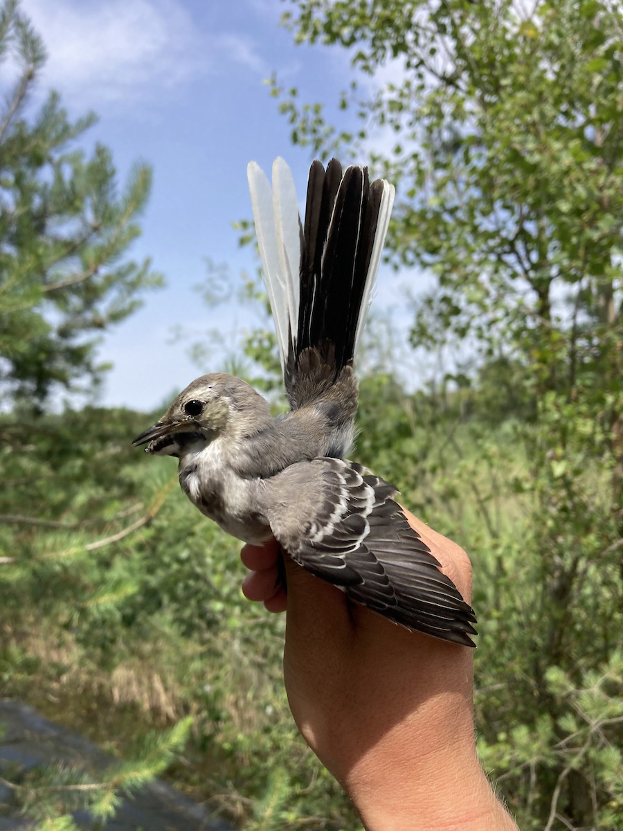 White Wagtail - ML620673674