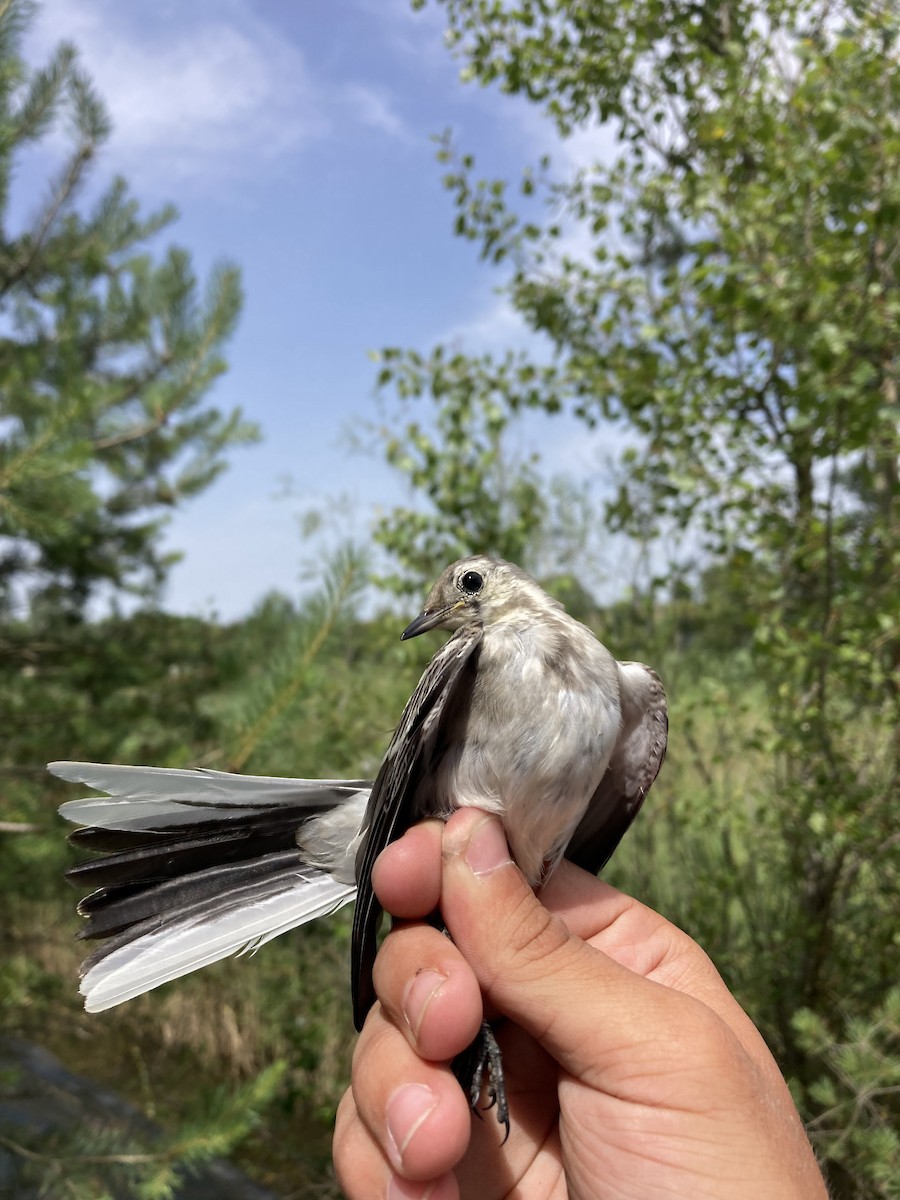 White Wagtail - ML620673675