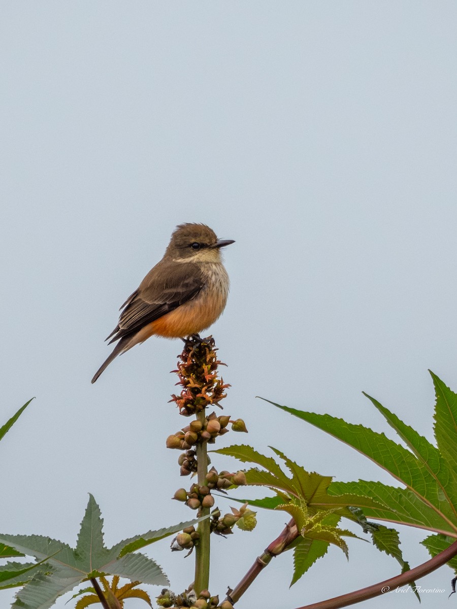 Vermilion Flycatcher - ML620673679