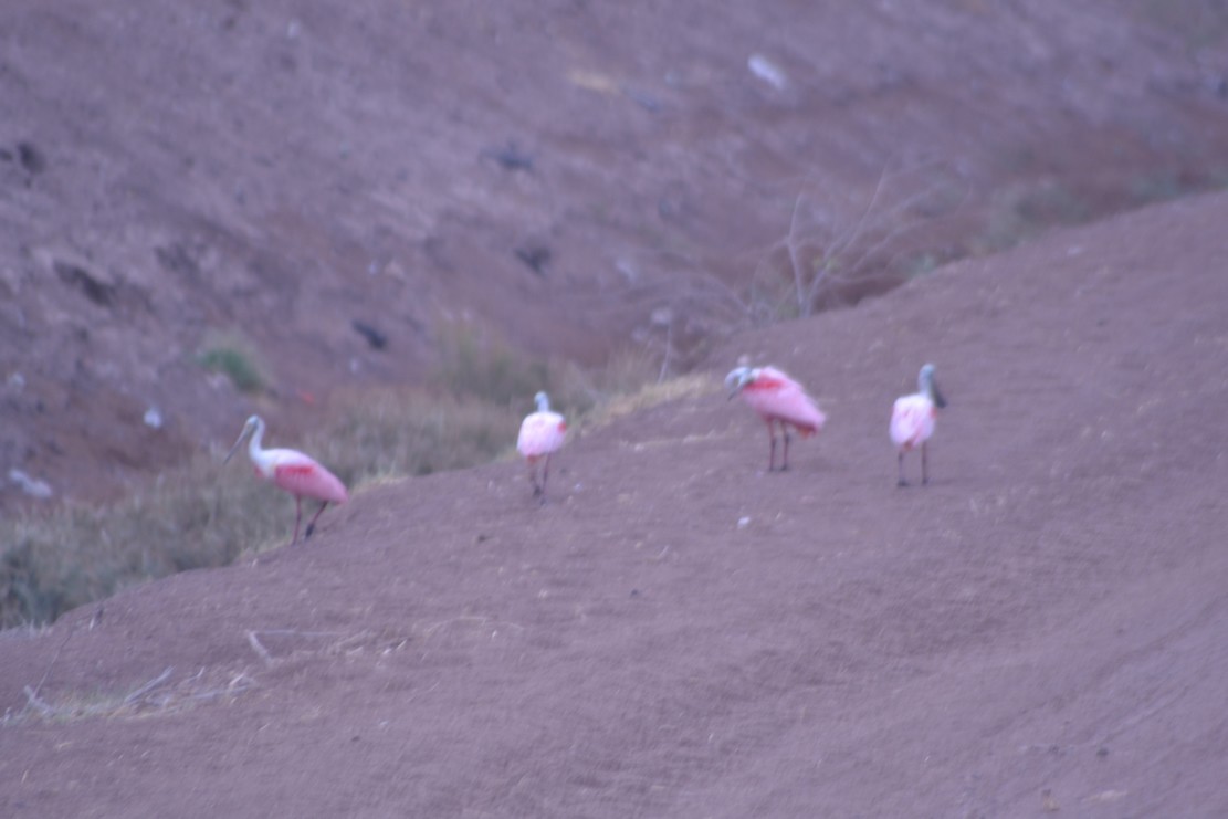 Roseate Spoonbill - ML620673682