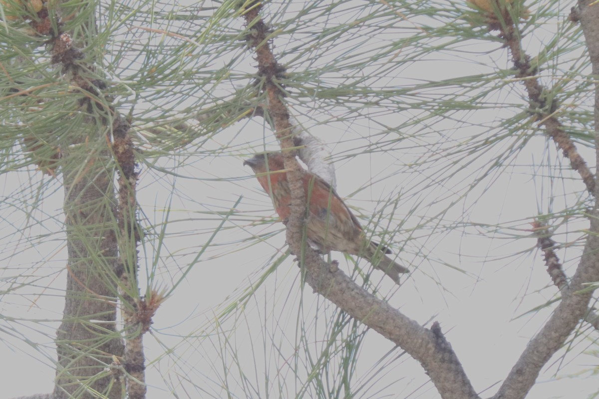 Red Crossbill - ML620673684