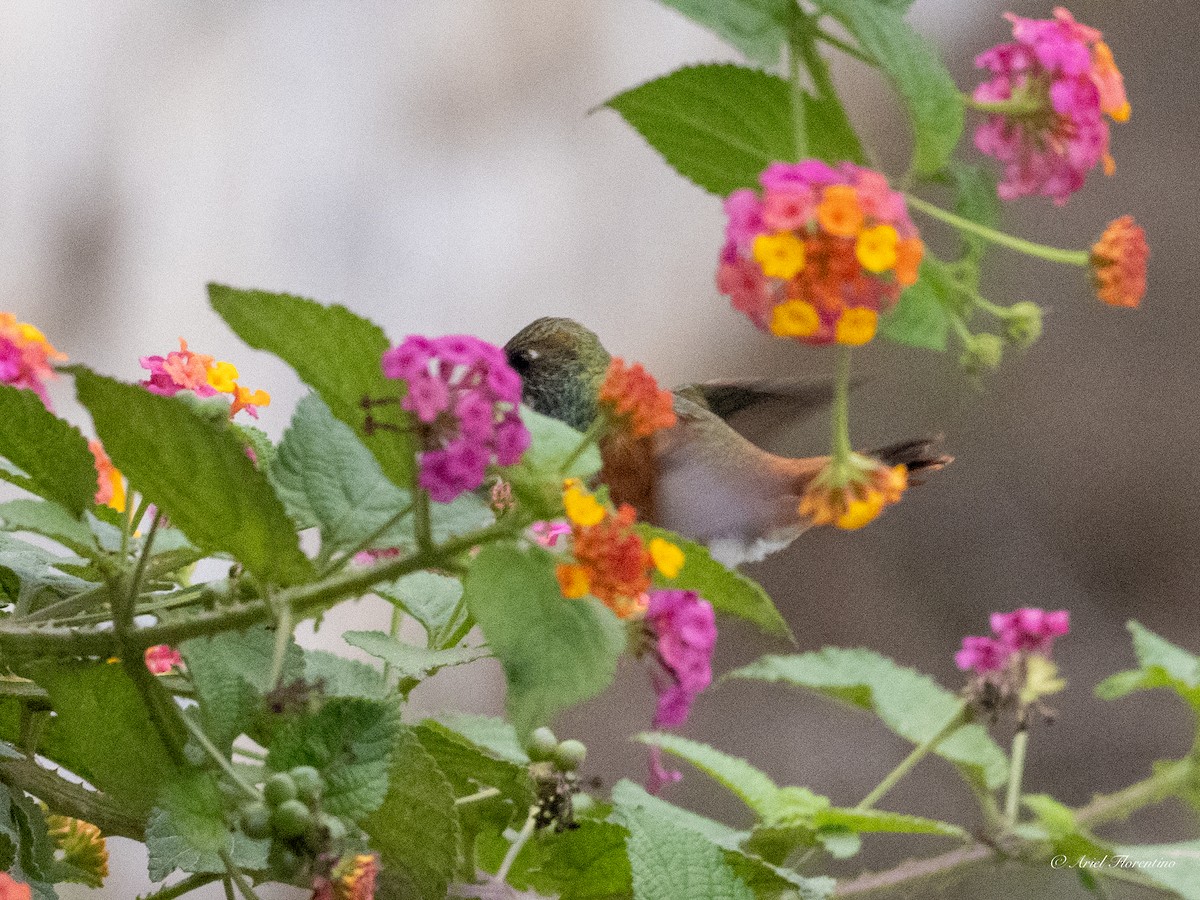 Amazilia Hummingbird - ML620673685