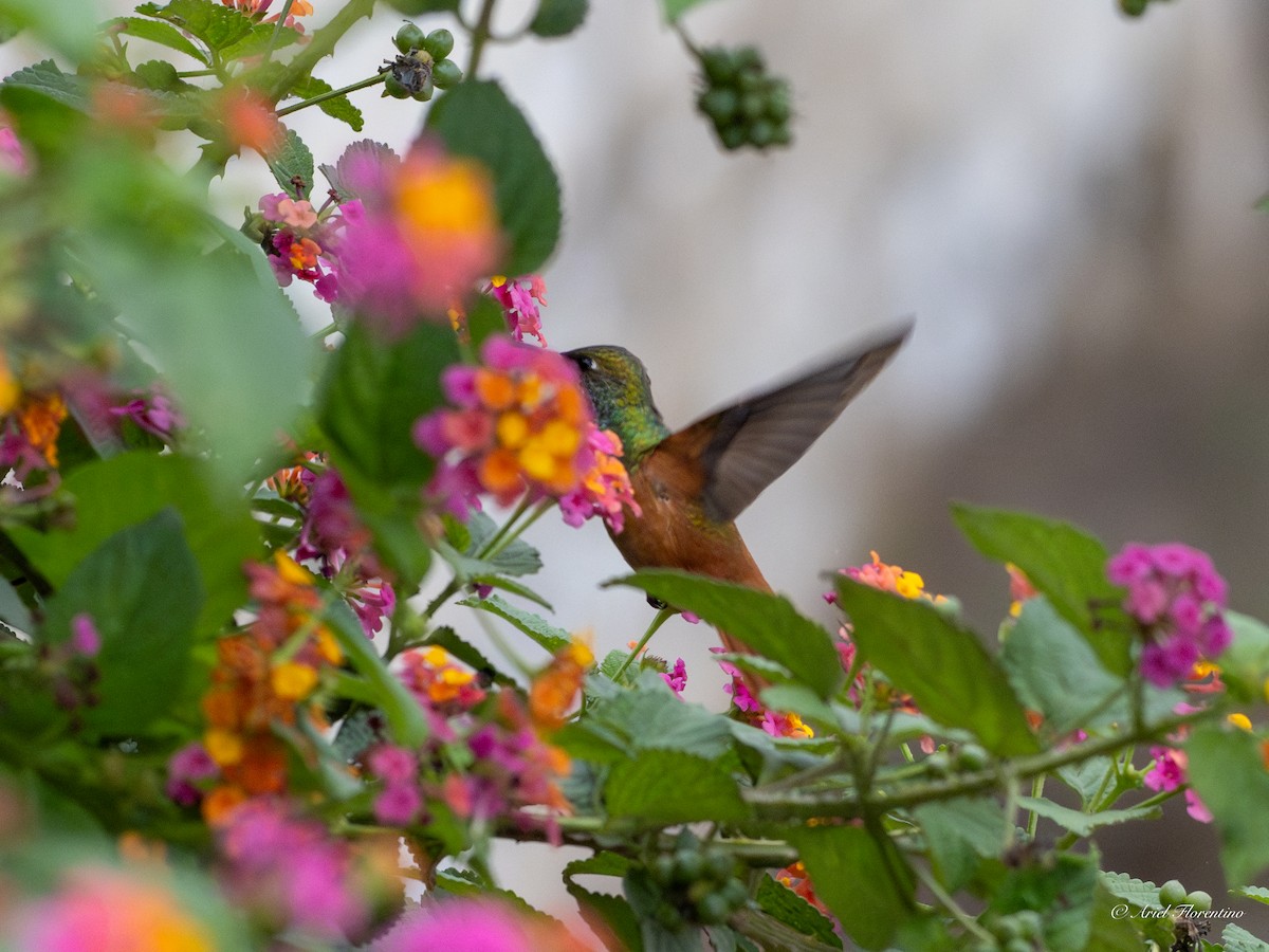 Amazilia Hummingbird - ML620673686