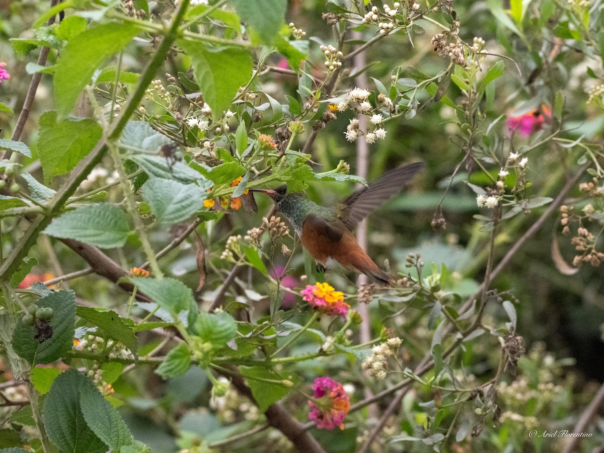 Amazilia Hummingbird - ML620673689