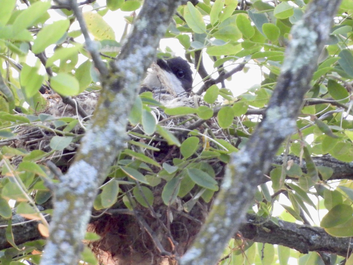 Eastern Kingbird - ML620673691